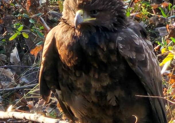 Aquila fondo del toce 