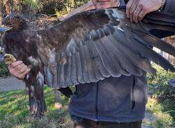 Aquila fondo del toce 