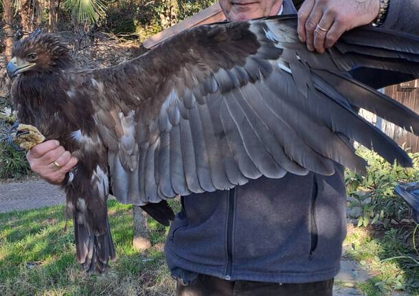 Aquila fondo del toce 