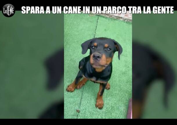 cane ucciso da un cacciatore nel parco del roccolo a Le Iene