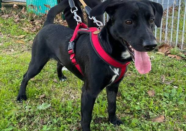 Spartacus ha otto mesi e cerca qualcuno che lo adotti