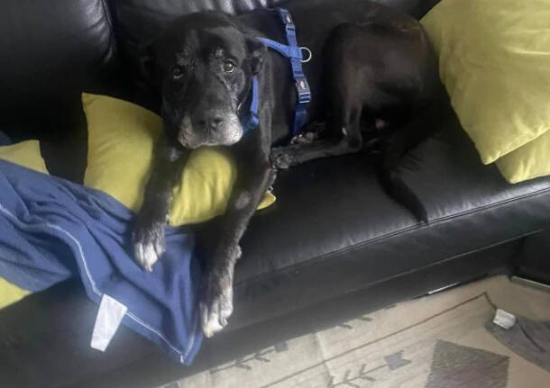 Tubo, cagnolone di 11 anni cerca urgentemente casa