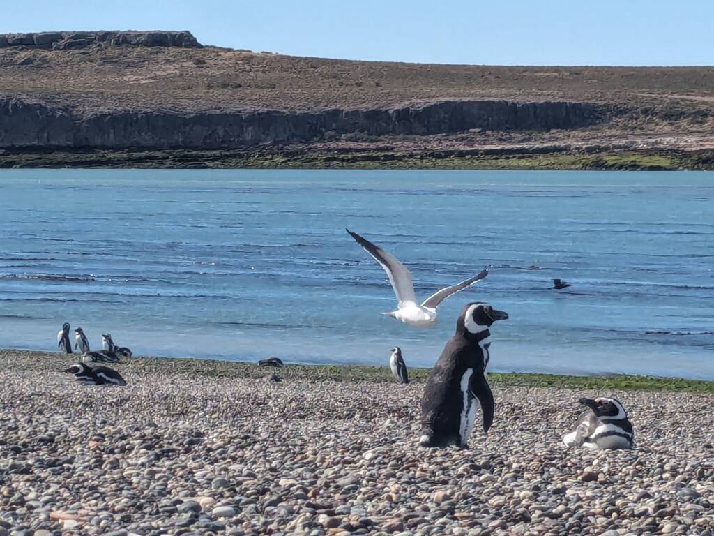 Volare lontano - Patagonia, il viaggio di Andrea procede verso Sud 