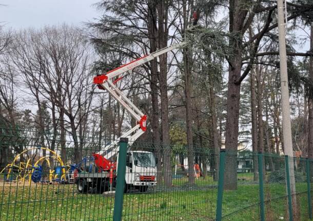 Alberi Castellanza