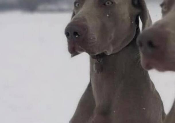 Anubi è scappato da Arcisate