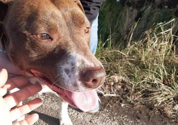 cane buguggiate varese