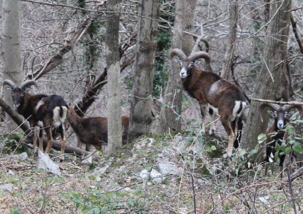 Incontro ad Arcumeggia