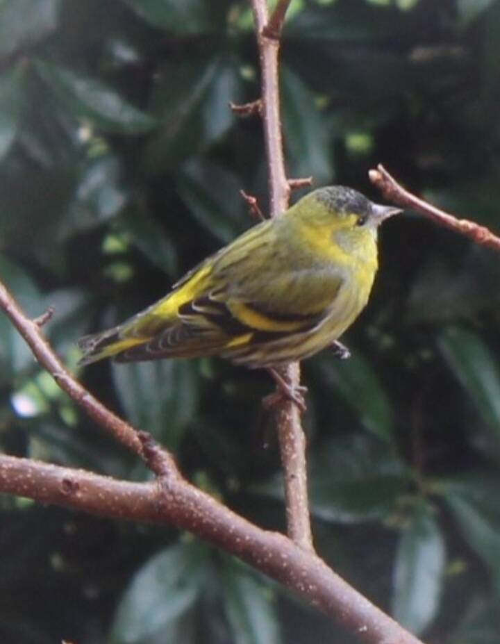 Giallo