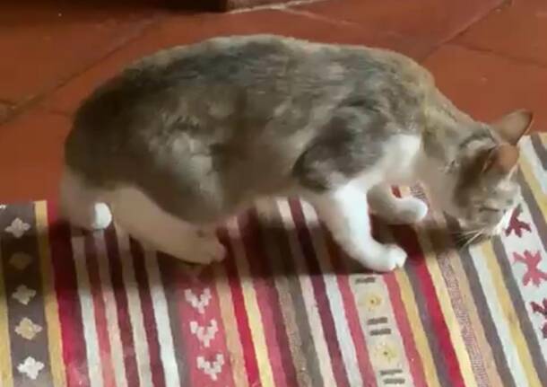 Gattina Fabiola (Faby) smarrita a Varese in zona Aguggiari/Vannucci