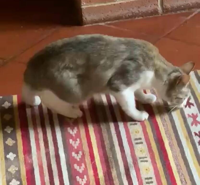 Gattina Fabiola (Faby) smarrita a Varese in zona Aguggiari/Vannucci