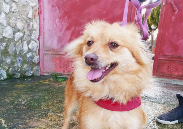 La cagnolina Pepa cerca casa