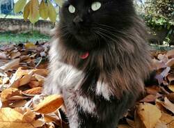 Perso gatto Kiwi a Jerago