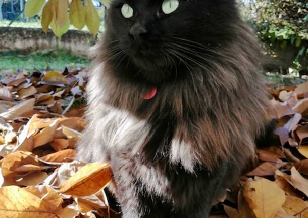 Perso gatto Kiwi a Jerago