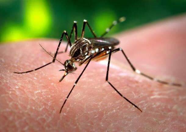 zanzara Aedes aegypti portatrice del virus della Dengue - foto di wikipedia
