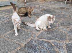 A Cazzago Brabbia nasce un’associazione per la tutela dei gatti randagi