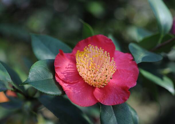 camelia Foto di gianfilippo maiga da Pixabay