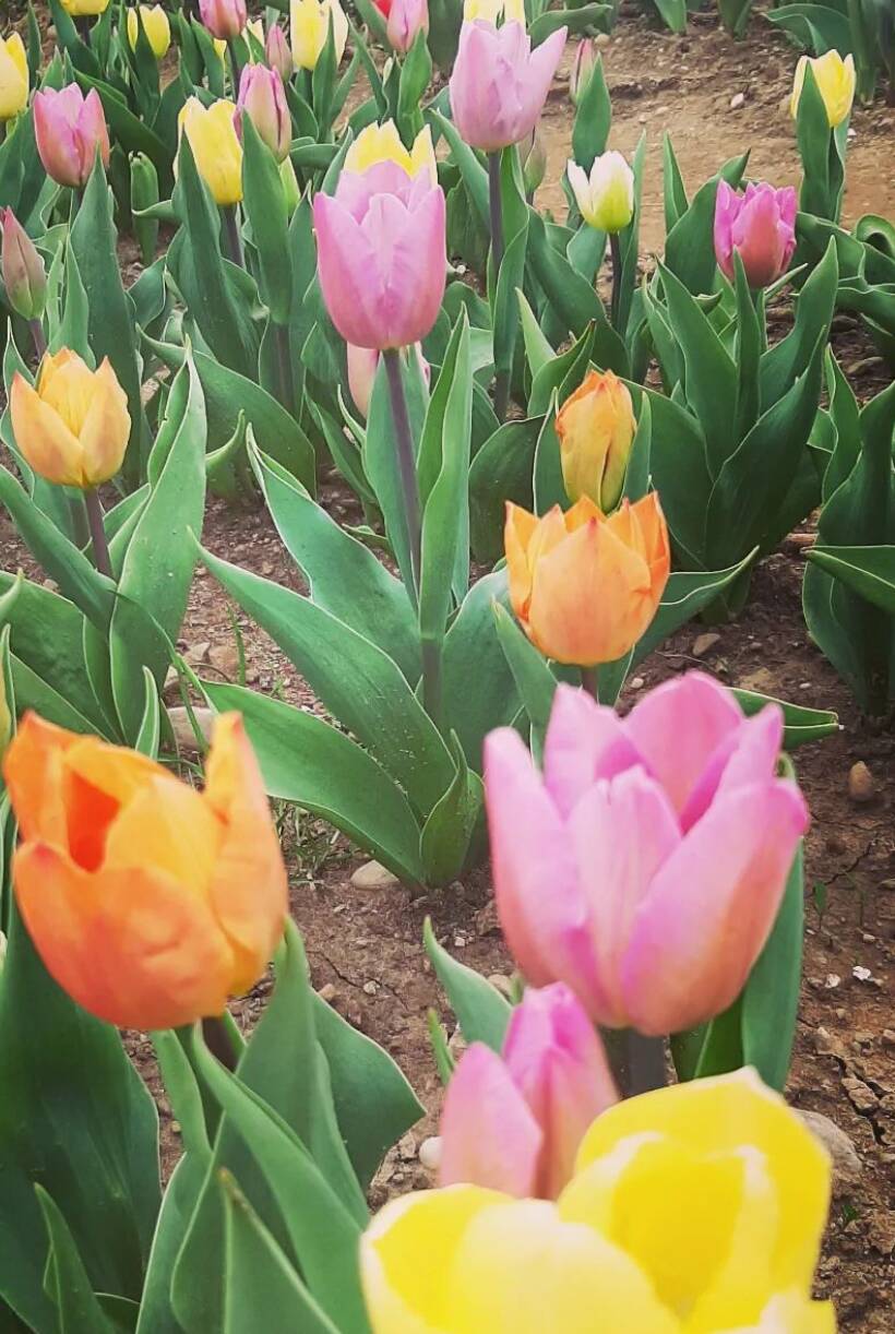 Campo di Tulipani Italiani