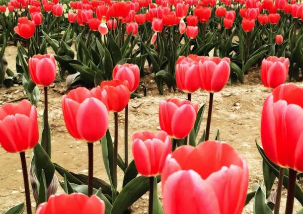In gita al campo di Tulipani Italiani