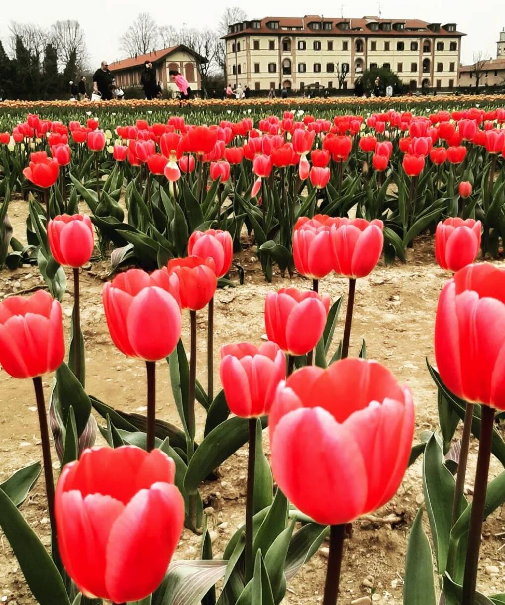 Campo di Tulipani Italiani