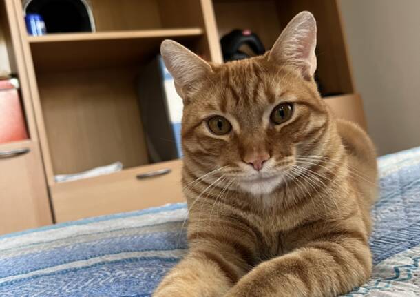 Smarrito Giroud gatto rosso