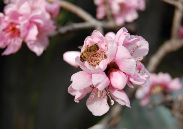 ben arrivata primavera