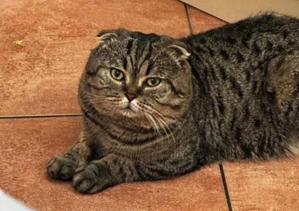 Gatto Scottish Fold smarrito a Varese