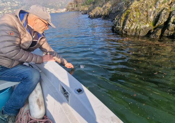 rilascio pesci trote lago maggiore incubatoio ittico Laveno mombello