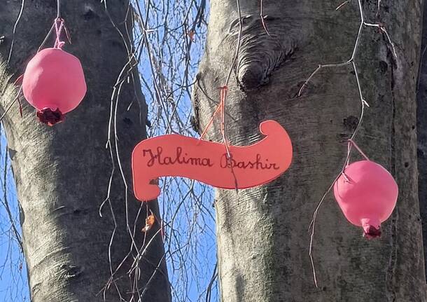 L’albero delle Giuste nel giardino della scuola di Cazzago Brabbia e Inarzo