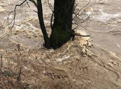 L'Olona in piena nell'Isola del Castello a Legnano 