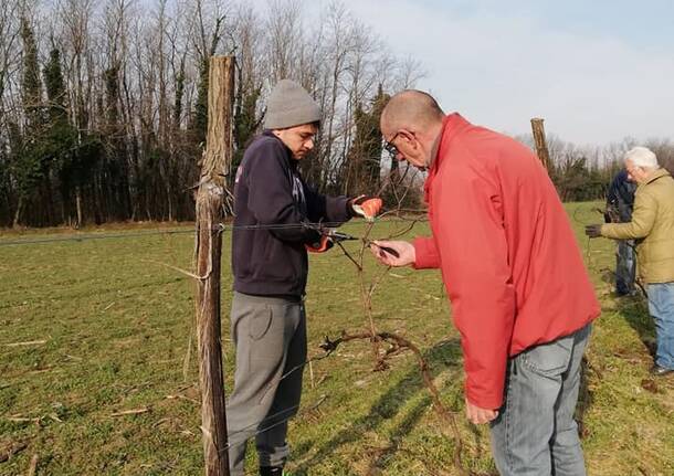 La potatura delle barbatelle nella vigna di Gorla Maggiore