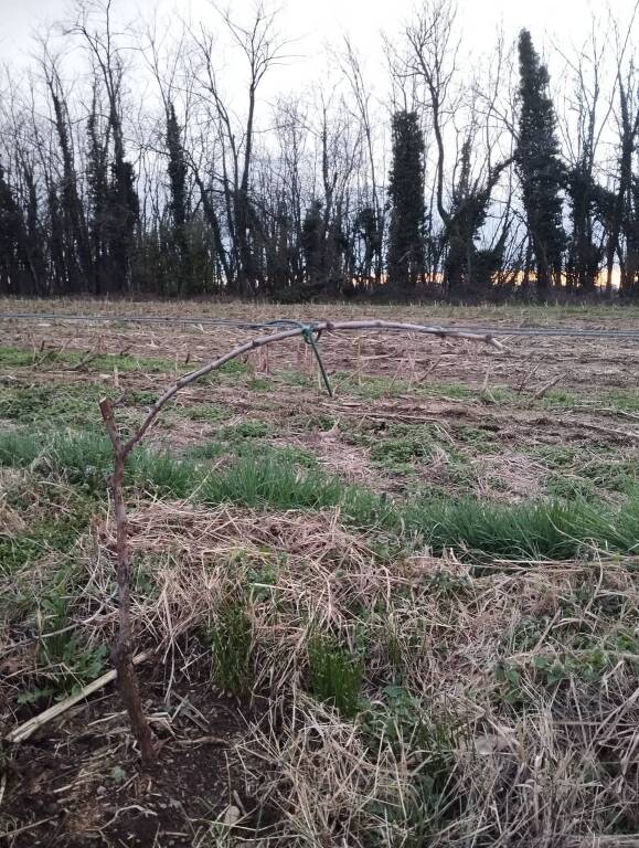 La potatura delle barbatelle della vigna di Gorla Maggiore 