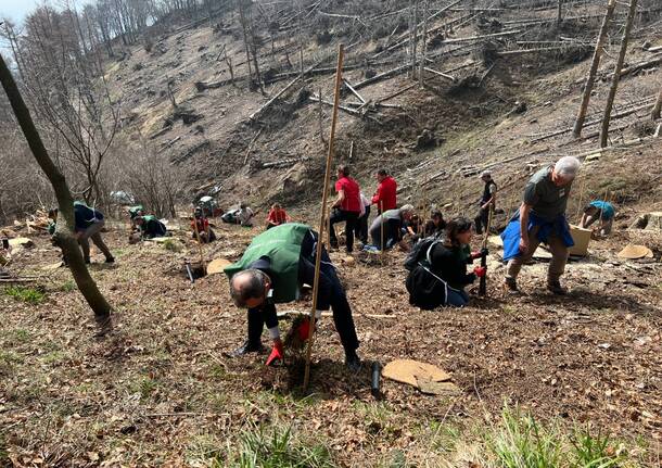 Mille nuovi alberi al Campo dei Fiori per il progetto Think Foresty