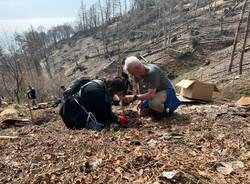 Mille nuovi alberi al Campo dei Fiori per il progetto Think Foresty