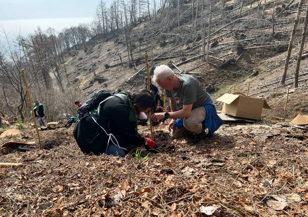 Piantumati nuovi alberi per il Parco Regionale Campo dei Fiori di Varese