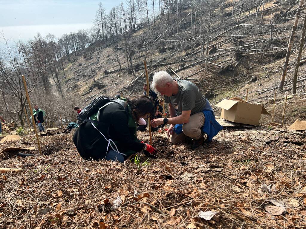 Mille nuovi alberi al Campo dei Fiori per il progetto Think Foresty
