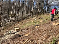 Mille nuovi alberi al Campo dei Fiori per il progetto Think Foresty