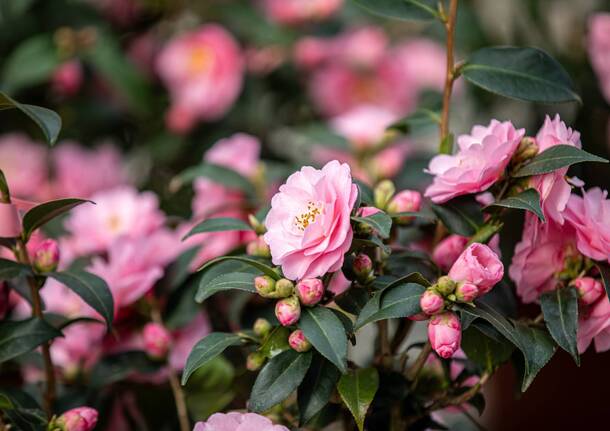 Un successo di visitatori alla mostra della camelia di Verbania