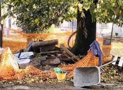 Tradate - Alberi di piazza Mazzini a rischio