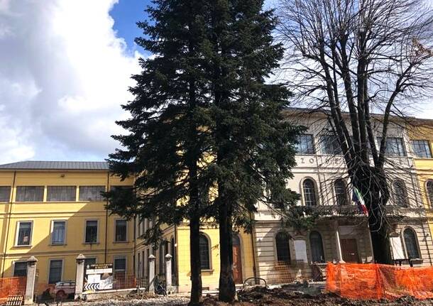 Tradate - Alberi di piazza Mazzini a rischio