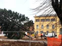 Tradate - Alberi di piazza Mazzini a rischio