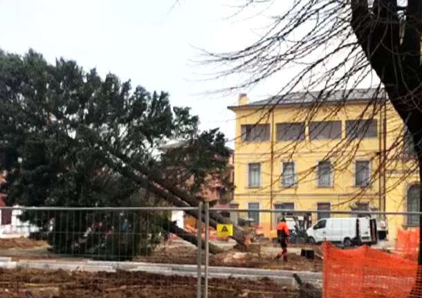 Tradate - Alberi di piazza Mazzini a rischio