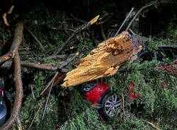 Tronco caduto albizzate