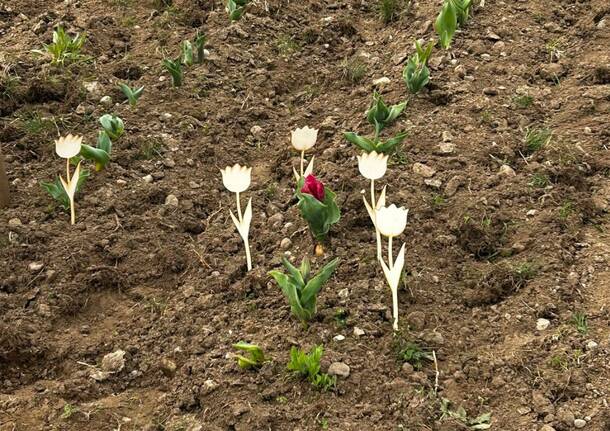 tulipani somma lombardo