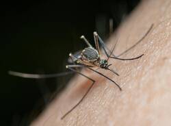 zanzara zanzare 