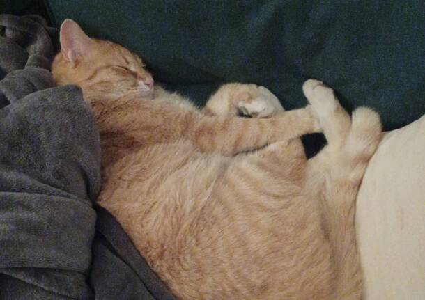 Aiutateci a ritrovare Zeus scomparso ad Angera