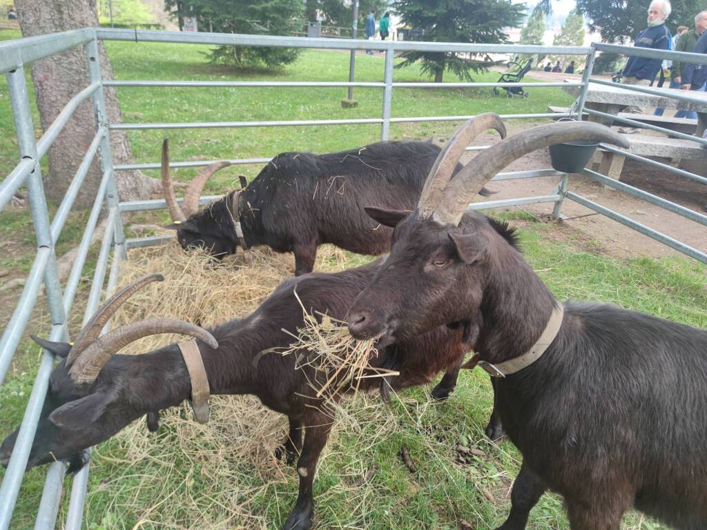 Agrivarese ai Giardini Estensi: animali, trattori e i prodotti della terra