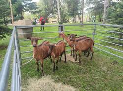 Agrivarese ai Giardini Estensi: animali, trattori e i prodotti della terra