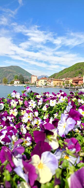 Porto Ceresio in fiore