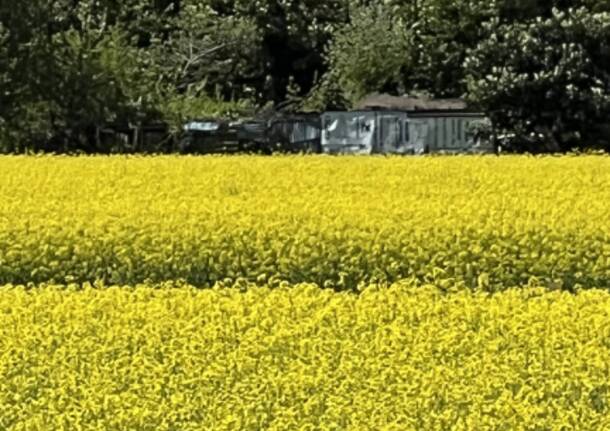 Una meravigliosa distesa di fiori gialli