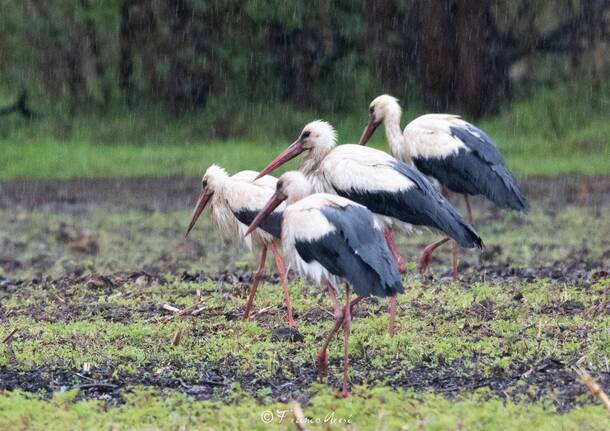 Cicogne nel Varesotto